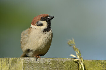 Eurasian tree sparrow perched on the fence.