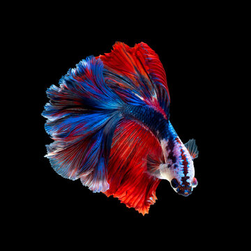 Close up art movement of Betta fish or Siamese fighting fish isolated on black background
