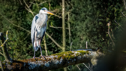 Grey Heron on branch waiting