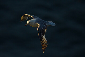 Northern fulmar flying over the cliffs.