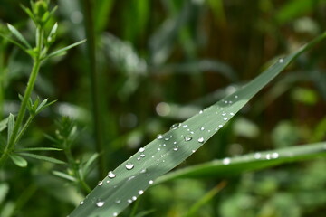 Wassertropfen auf Schilfgras 2