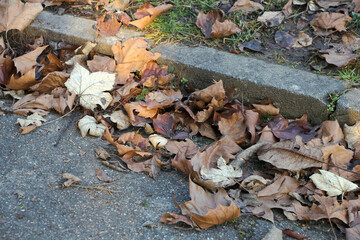 Herbstblätter an einer Treppe