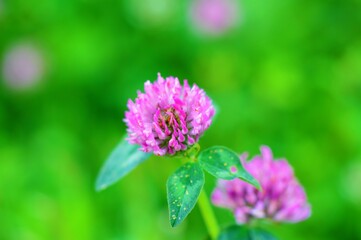 flower of a red clover (Trifolium pratense).
