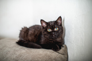 schwarzes K&auml;tzchen schaut auf	