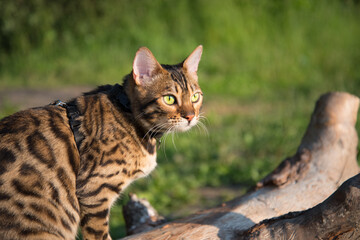 Naklejka na ściany i meble Bengal cat in the sun, sitting on a log. Rich colors, greenery and warmth. Close-up, portrait.