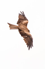 eagle in flight