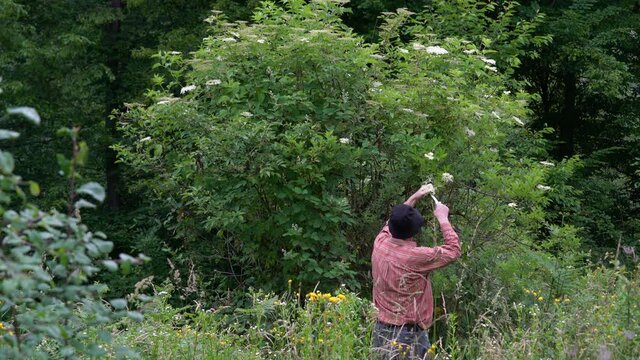 Picking developed Elder Flowers for juice (Sambucus nigra) - (4K)