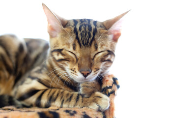 A Bengal cat sleeps on a soft leopard-print pillow
