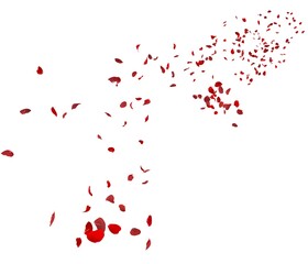 Fototapeta na wymiar Red rose petals fly in the air
