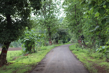 road in the forest in india.