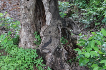 trunk of a tree