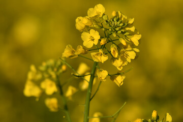 The yellow flower  rape plant growing on the sun.