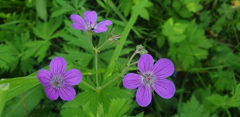 purple crocus flowers