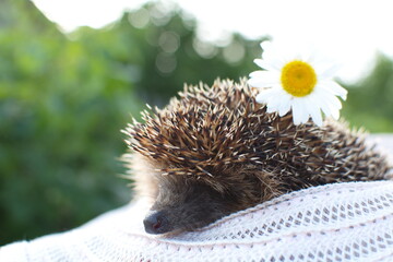 A hedgehog with a Daisy on its head crawls out of a straw hat.