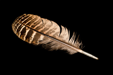 Striped brown feather isolated on black