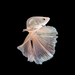 Close up art movement of Betta fish or Siamese fighting fish isolated on black background