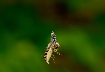 Spinne Insekt Nahaufnahme Makro Tiere 