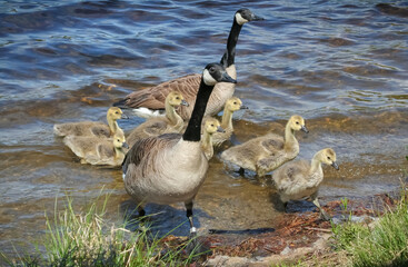 Canada geese family