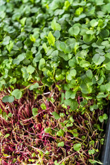 Microgreens