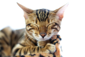 A Bengal cat sleeps on a soft leopard-print pillow