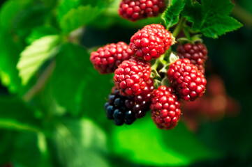 初夏に色づき始めたブラックベリー