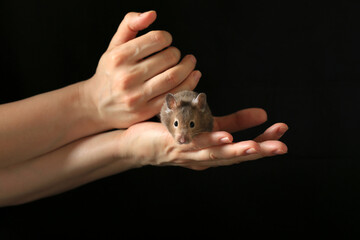 Cute little brown hamster sits in hands