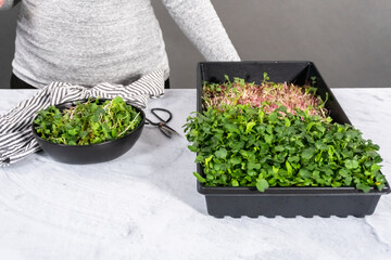 Microgreens