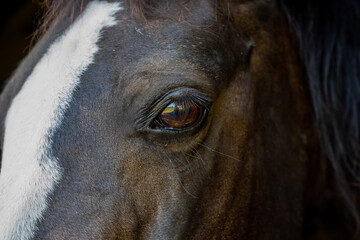 Black and white close up of ponies brown eye in natural light