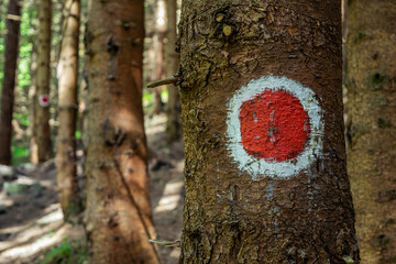 Marked trees in the forrest, Apuseni Nature Park Romania, Carpathian Mountains
