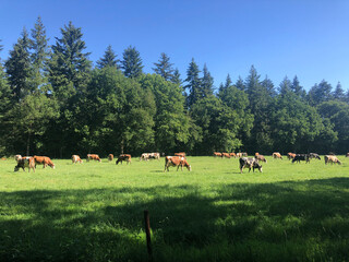 Cows in the meadow around Junne