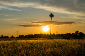 Obraz premium White stork nest with sunset in the background (Ciconia ciconia)
