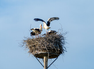 White stork family (Ciconia ciconia) in their nest with baby storks