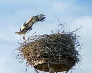 White stork family (Ciconia ciconia) in their nest with baby storks