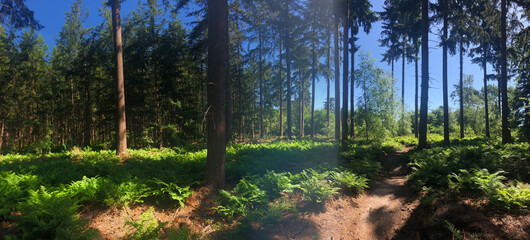 Panorama from a MTB path around Stegeren