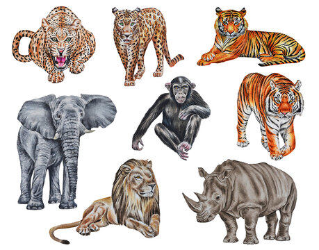 Set with african savannah animals: rhino, elephant, lion, leopards / jaguars, tigers, monkey on a white background, watercolor illustration.