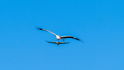 Two White storks with a branch in his spout  (Ciconia ciconia) flying with spread wings with partly cloudy sky in the background