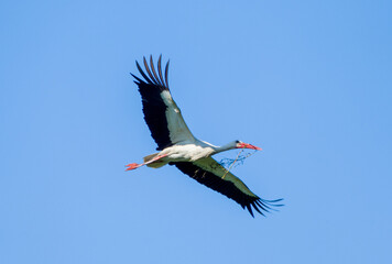 White stork with a branch in his spout  (Ciconia ciconia) flying with spread wings with partly cloudy sky in the background