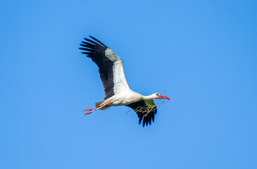 White stork with a branch in his spout  (Ciconia ciconia) flying with spread wings with partly cloudy sky in the background