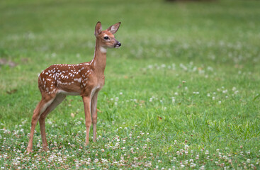 White-tailed deer fawn in an open meadow