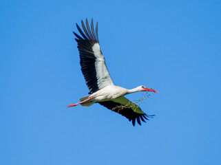 White stork with a branch in his spout  (Ciconia ciconia) flying with spread wings with partly cloudy sky in the background