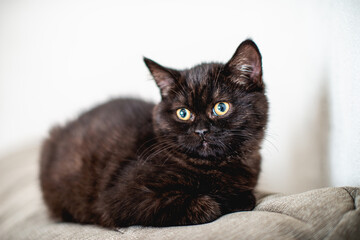 schwarzes süßes Kätzchen	