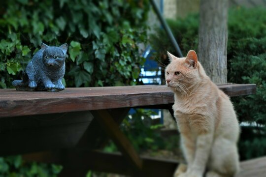Cat againt Cat, animal versus mineral