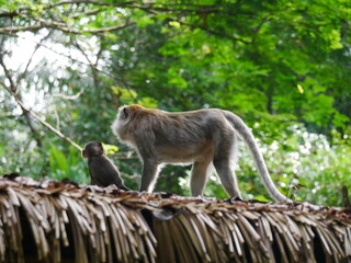 Affe mit Kind