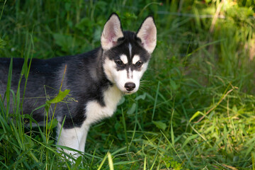 schwarz weißer siberian husky welpe spielt verstecken in einer hohen wiese