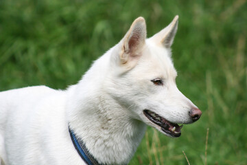 rein weiße siberian husky hündin in einer wiese im sommer