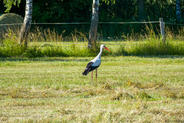 Obraz na płótnie Canvas white stork (Ciconia ciconia) in the green grass on a sunny summer day