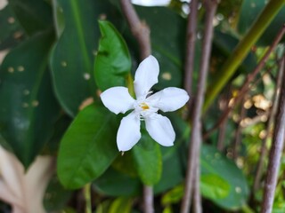 White flower Murraya paniculata or Orang Jessamin on tree