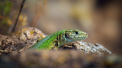 Naklejka na ściany i meble Close-up of bright green lizard