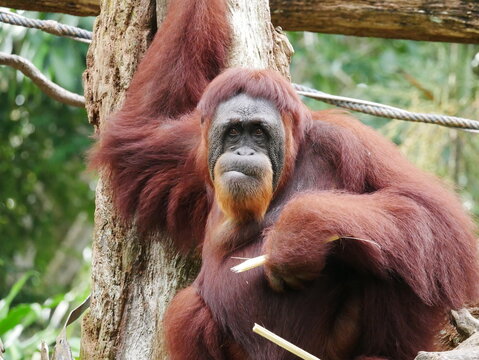 Orang Utan