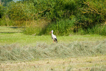 Obraz na płótnie Canvas white stork (Ciconia ciconia) in the green grass on a sunny summer day